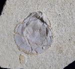 Terebratula sp. MUELLER 1776 - Bild © FossNet FossilienStore
